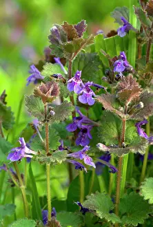 Hederacea: Ground-ivy - in flower - spring