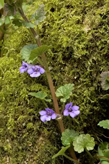 Nepeta: Ground ivy, on mossy trunk