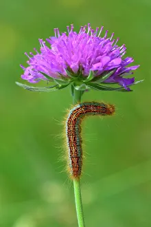 Lackey: Ground Lackey Caterpillar on widow flower