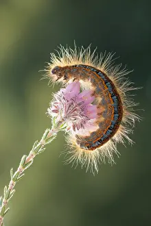 Raalte: Ground Lackey Moth (Malacosoma castrensis) with