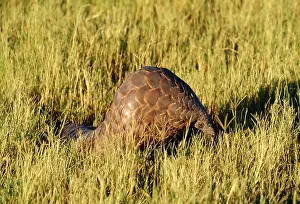 Manis: Ground Pangolin