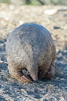 Insectivore: GROUND PANGOLIN