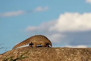 Insectivore: GROUND PANGOLIN