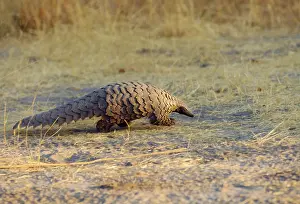 Manis: Ground Pangolin
