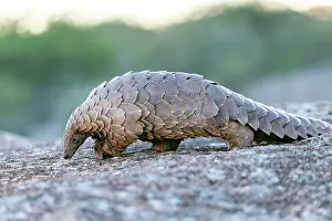 Insectivore: GROUND PANGOLIN