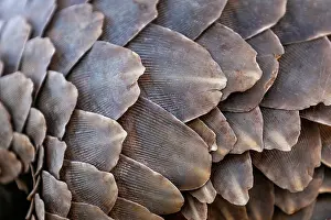 Insectivore: GROUND PANGOLIN