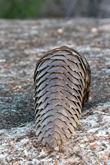 Insectivore: GROUND PANGOLIN
