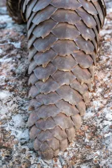 Insectivore: GROUND PANGOLIN