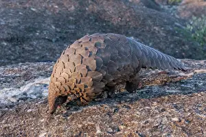 Insectivore: GROUND PANGOLIN