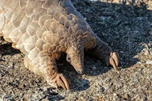 Insectivore: GROUND PANGOLIN