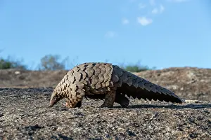 Insectivore: GROUND PANGOLIN