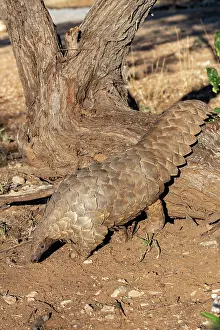 Insectivore: GROUND PANGOLIN