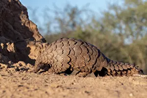 Insectivore: GROUND PANGOLIN