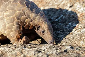 Insectivore: GROUND PANGOLIN