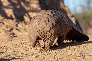 Insectivore: GROUND PANGOLIN