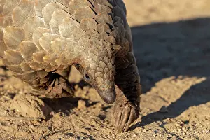 Insectivore: GROUND PANGOLIN