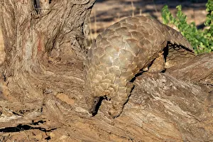 Manis: Ground pangolin, also known as Temmincks pangolin