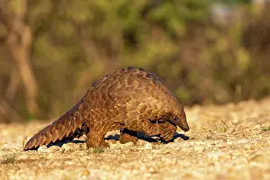 Manis: Ground pangolin, also known as Temmincks pangolin