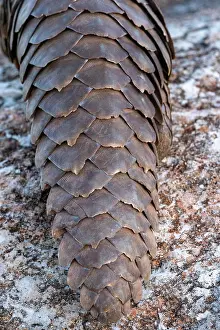 Manis: Ground pangolin, also known as Temmincks pangolin