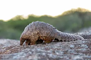 Manis: Ground pangolin, also known as Temmincks pangolin