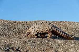 Manis: Ground pangolin, also known as Temmincks pangolin
