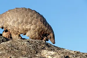 Manis: Ground pangolin, also known as Temmincks pangolin