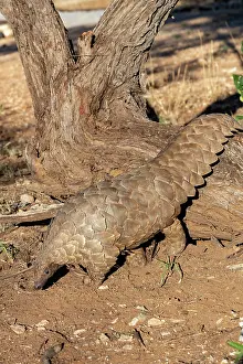 Manis: Ground pangolin, also known as Temmincks pangolin