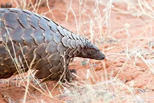 Manis: Ground pangolin or Temminck's pangolin or the Cape