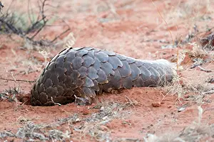 Manis: Ground pangolin or Temminck's pangolin or the Cape