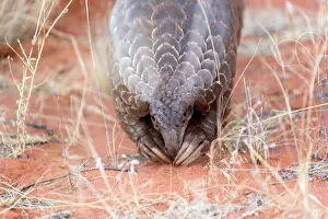 Manis: Ground pangolin or Temminck's pangolin or the Cape