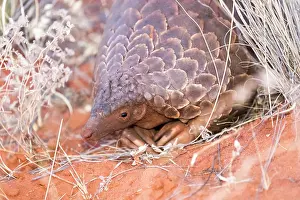 Manis: Ground pangolin or Temminck's pangolin or the Cape
