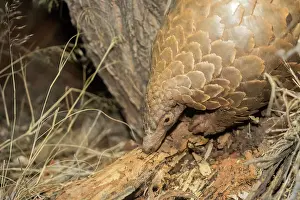 Manis: Ground pangolin or Temminck's pangolin or the Cape