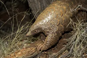 Manis: Ground pangolin or Temminck's pangolin or the Cape