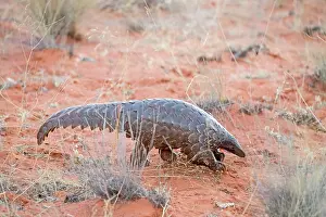 Manis: Ground pangolin or Temminck's pangolin or the Cape