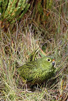 Graeme Chapman: GROUND PARROT