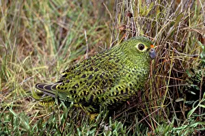 Graeme Chapman: GROUND PARROT