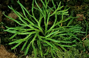 Clubmoss: Ground Pine / Clubmoss - in spring