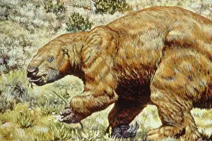 Primitive: Ground Sloth