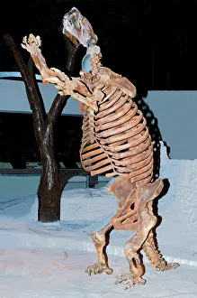 Americanum: Ground Sloth Fossil
