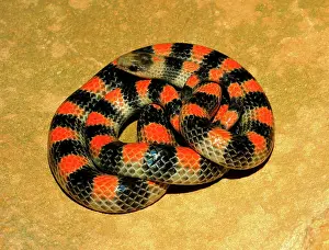 Sonora: Ground Snake