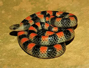Sonora: Ground Snake
