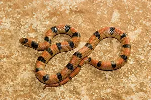 Sonora: Ground Snake (Sonora semiannulata)