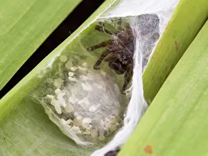 Constructing: Ground Spider female with egg sac constructing nest