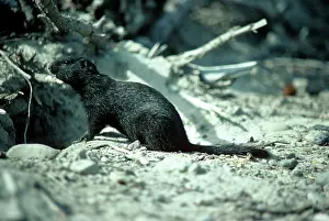 Parryii: Ground Squirrel - Melanistic specimen