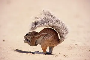 Xerus: GROUND SQUIRREL - Shading body with tail