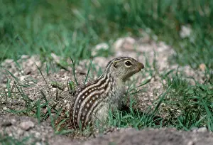 Thirteen: GROUND SQUIRREL - Thirteen Lined