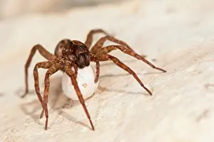 Sacs: Ground Wolf Spider female with egg sac
