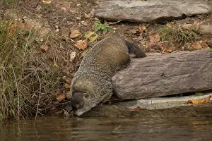 Marmota: groundhog (Marmota monax), also known as a woodchuck, a rode
