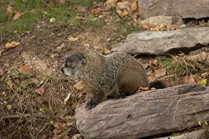 Marmota: groundhog (Marmota monax), also known as a woodchuck, a rode