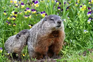 Uniteed: GROUNDHOG OR WOODCHUCK
